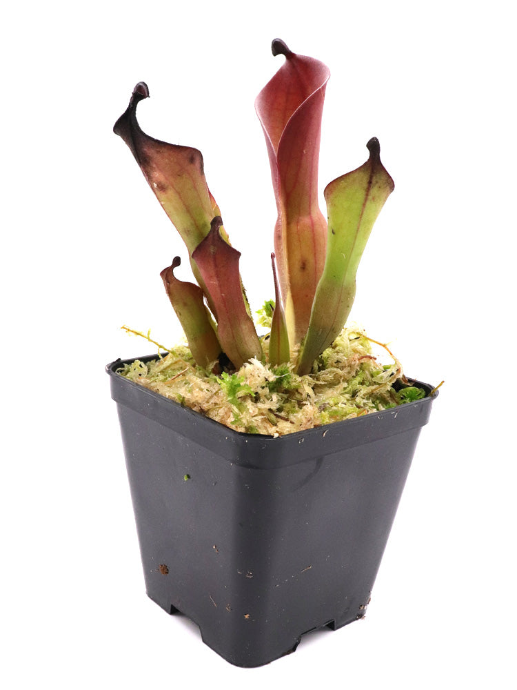 Heliamphora huberi Angasima Tepui