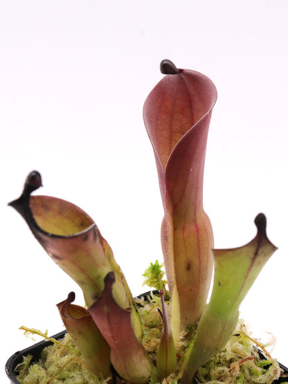 Heliamphora huberi Angasima Tepui