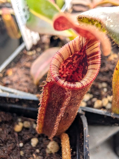 Nepenthes hurrelliana x lowii BE-4668