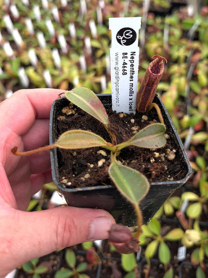 Nepenthes hurrelliana x lowii BE-4668