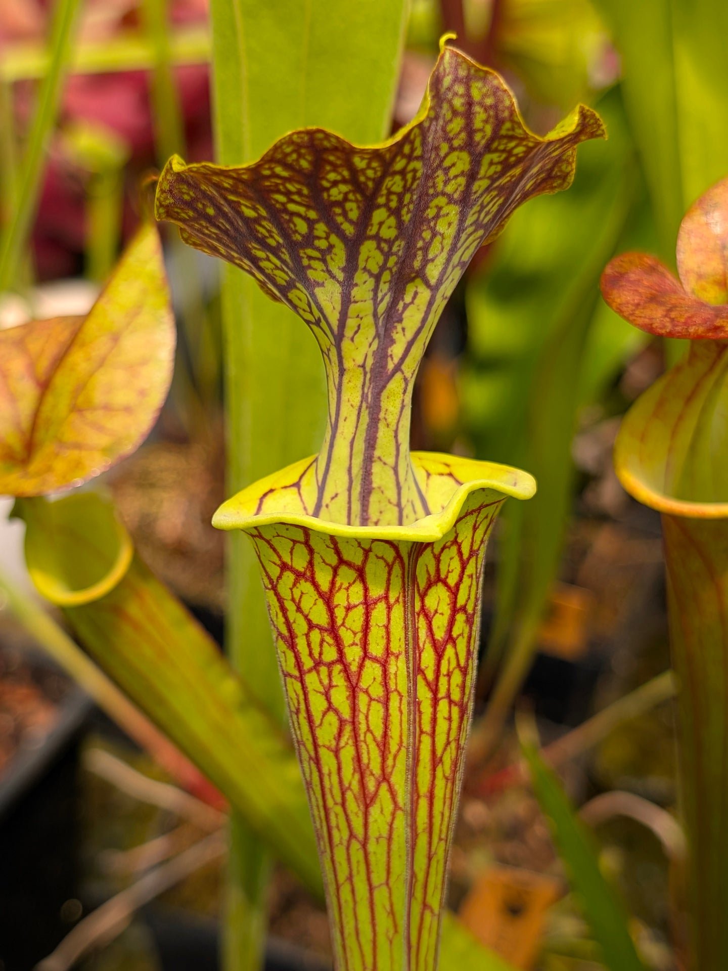 Sarracenia flava var. ornata "Improved Black Veins"