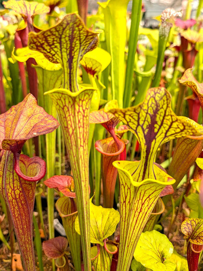Sarracenia flava var. ornata "Improved Black Veins"