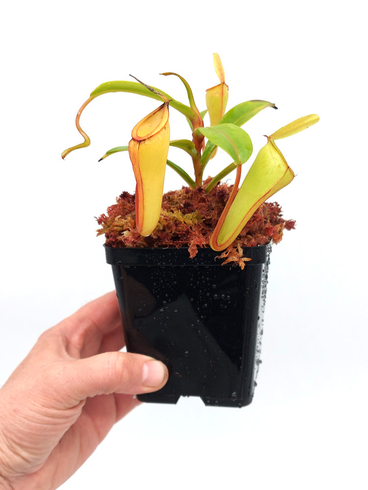 Nepenthes inermis   Gunung Gadut, Sumatra