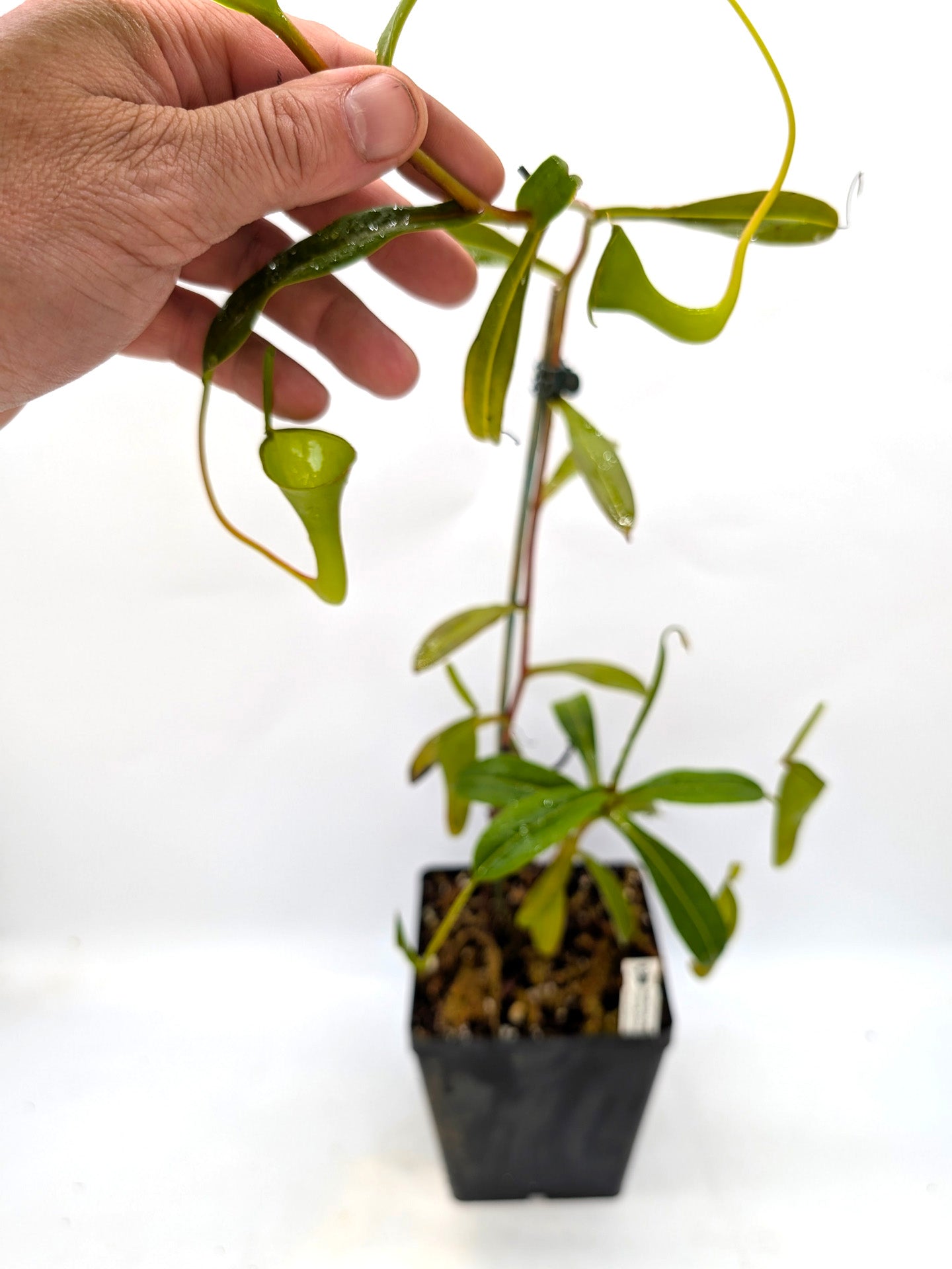 ASTA 9 : Nepenthes inermis Gunung Gadut, Sumatra 60 cm - 2 Punti di crescita
