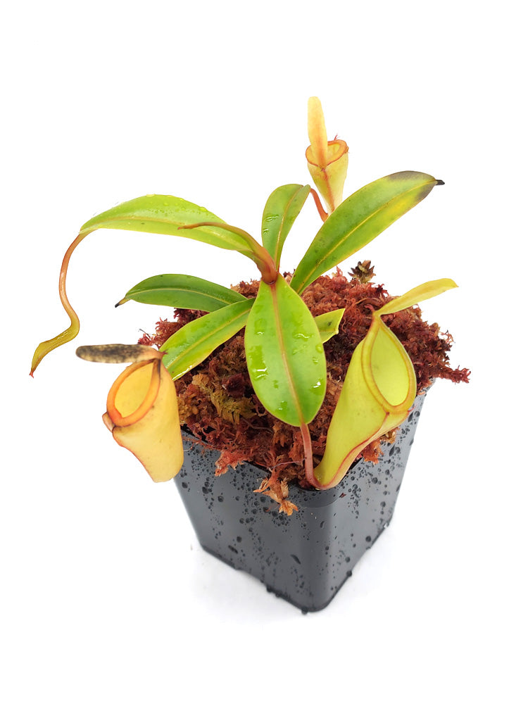 Nepenthes inermis   Gunung Gadut, Sumatra