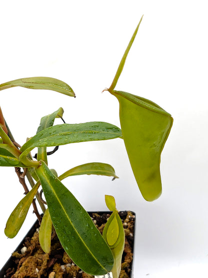 ASTA 9 : Nepenthes inermis Gunung Gadut, Sumatra 60 cm - 2 Punti di crescita
