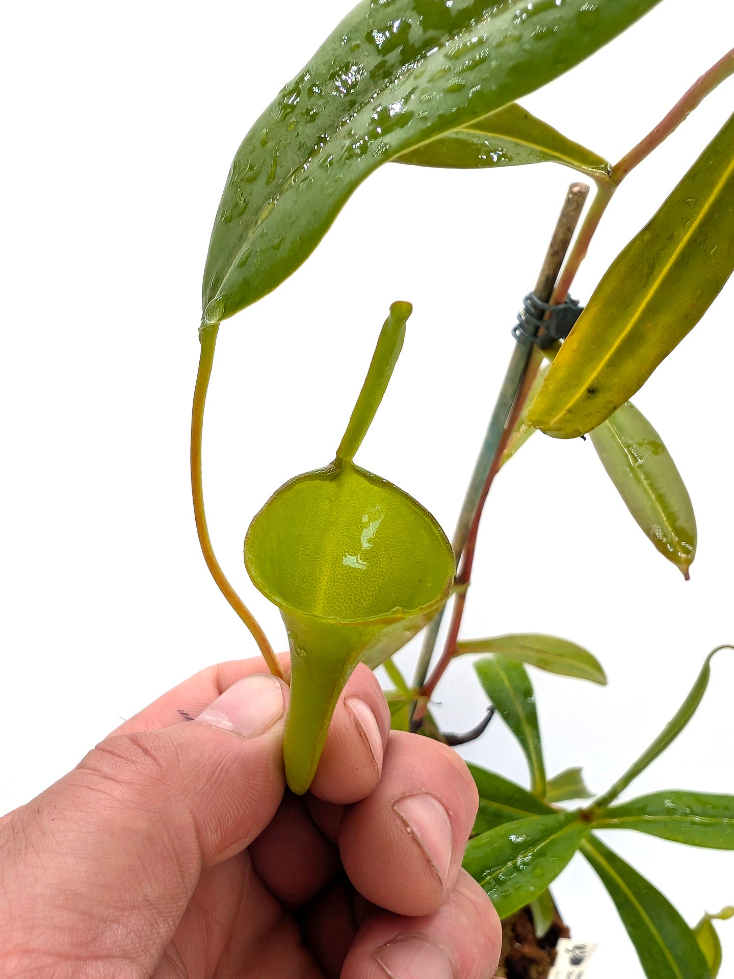 ASTA 9 : Nepenthes inermis Gunung Gadut, Sumatra 60 cm - 2 Punti di crescita