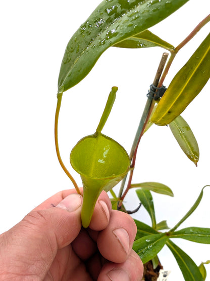 ASTA 9 : Nepenthes inermis Gunung Gadut, Sumatra 60 cm - 2 Punti di crescita