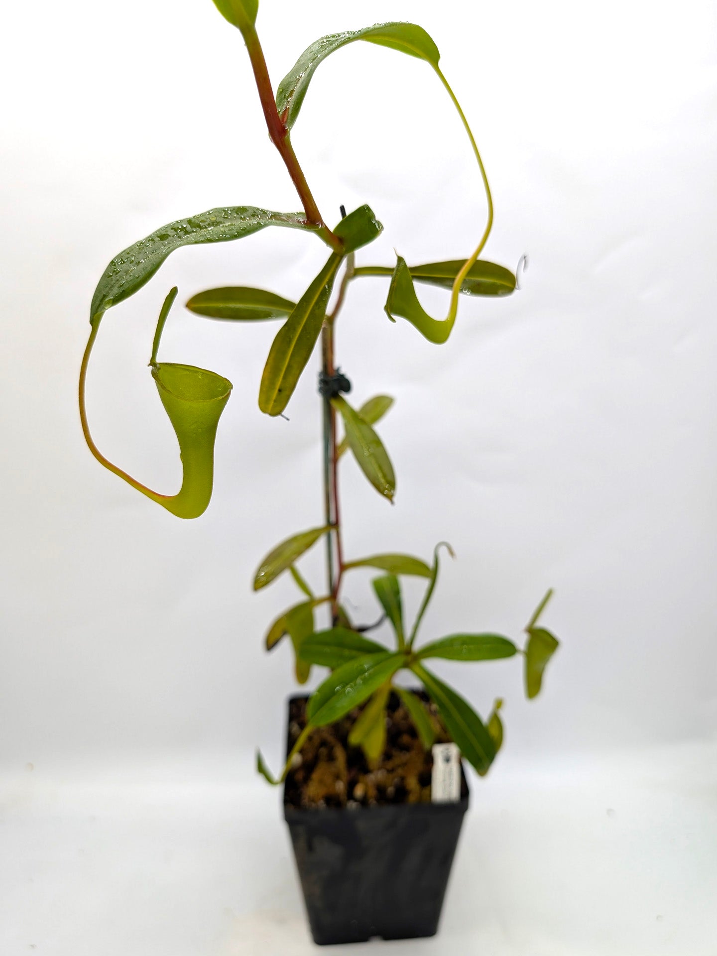 ASTA 9 : Nepenthes inermis Gunung Gadut, Sumatra 60 cm - 2 Punti di crescita