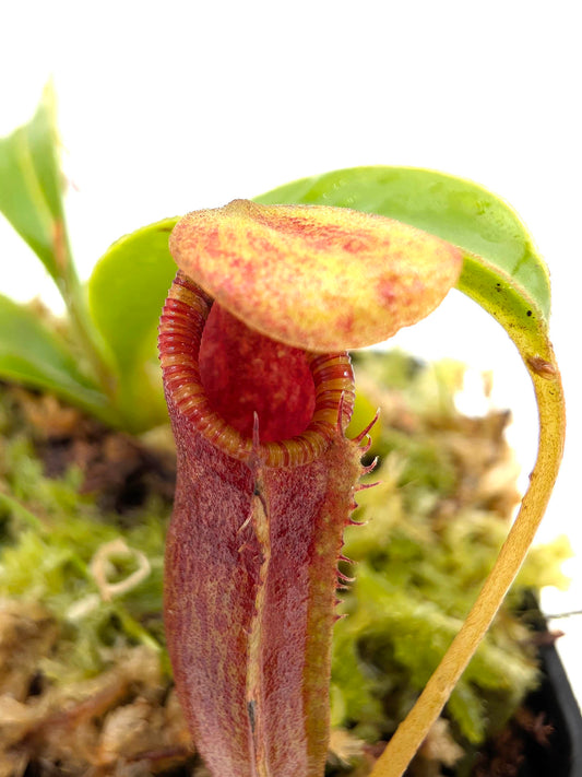 Nepenthes inermis x lowii