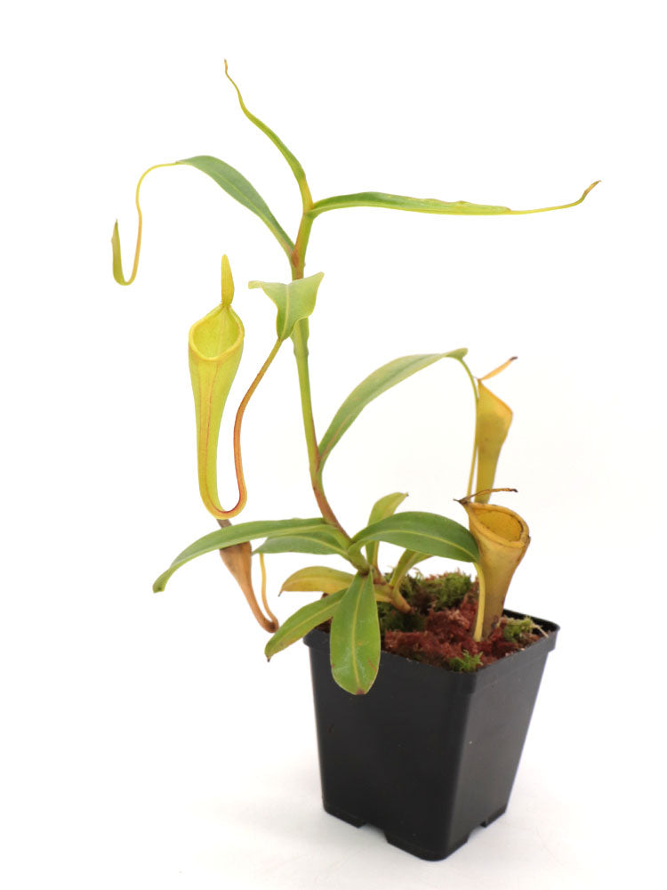 Nepenthes inermis   Gunung Gadut, Sumatra
