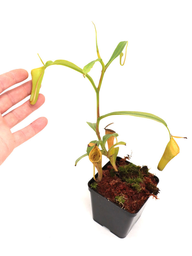 Nepenthes inermis   Gunung Gadut, Sumatra