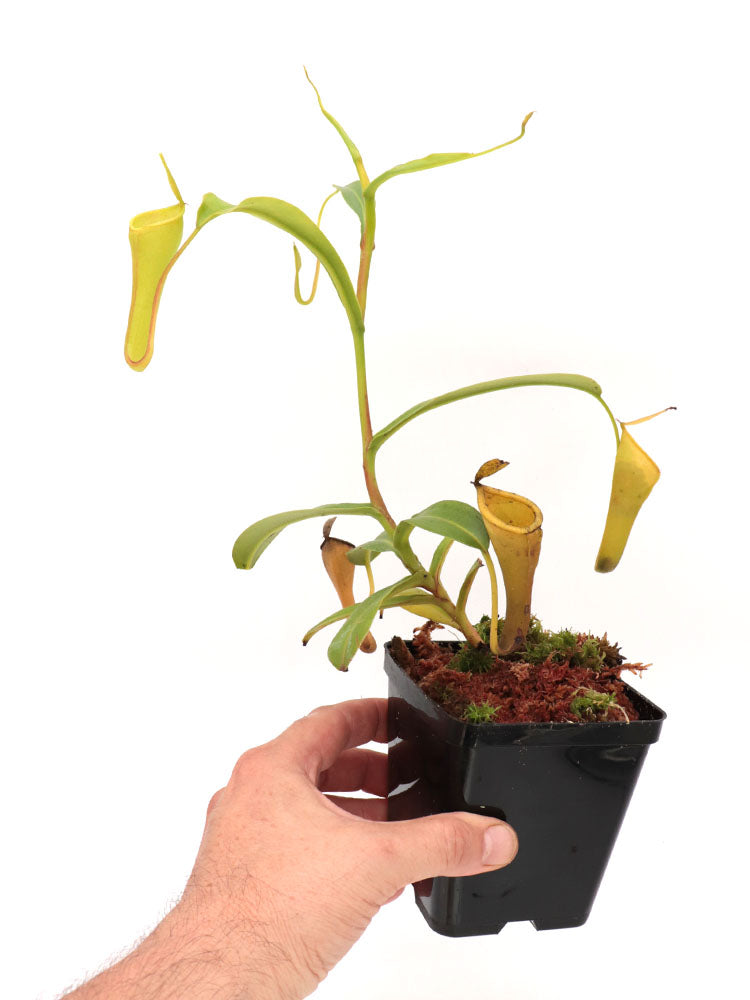 Nepenthes inermis   Gunung Gadut, Sumatra