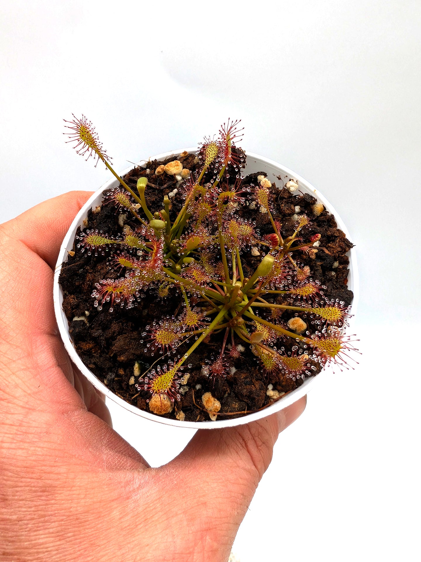 Drosera intermedia