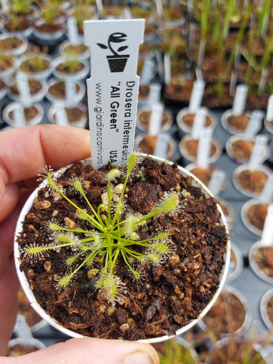 Drosera intermedia "All Green" Anthocyanin free  USA