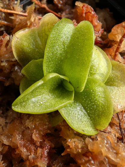 Pinguicula ionantha "White Flower"  Franklin Co. Florida