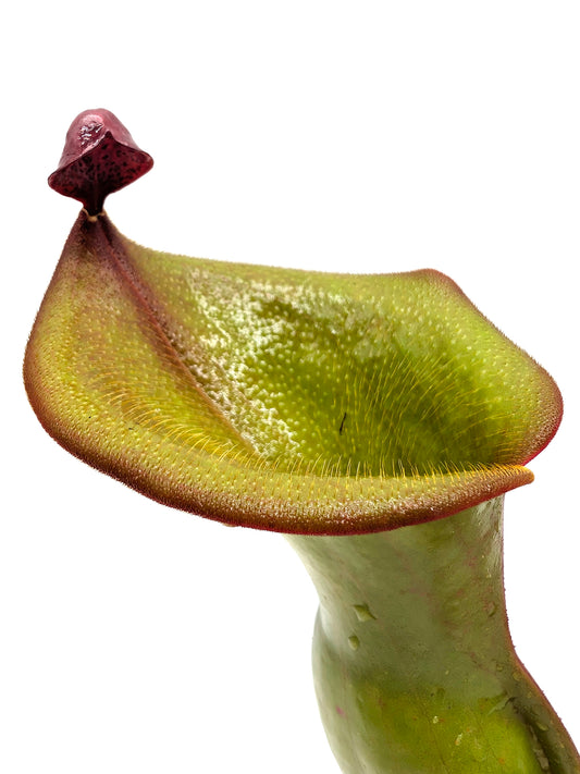 Heliamphora ionasi "Zappergeck"