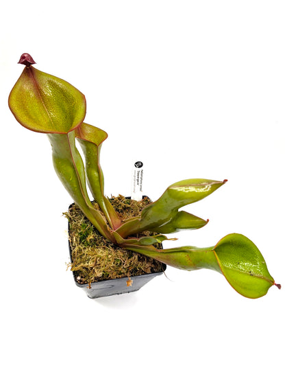 Heliamphora ionasi "Zappergeck"