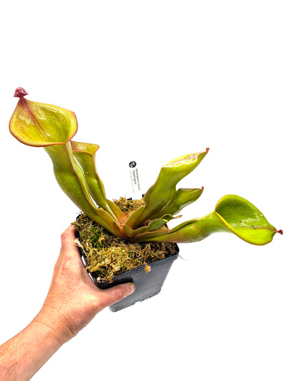 Heliamphora ionasi "Zappergeck"