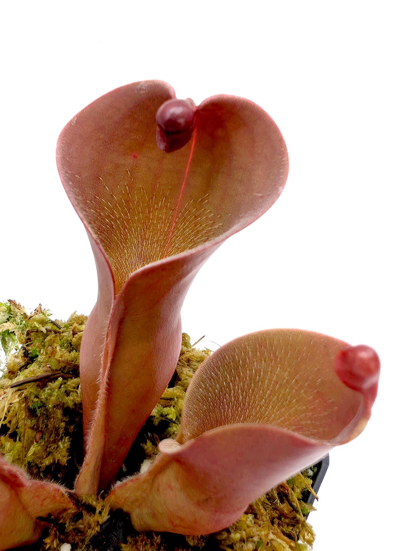 Heliamphora ionasi 'Killer' x pulchella Churi Tepui 'Lucky Dip'