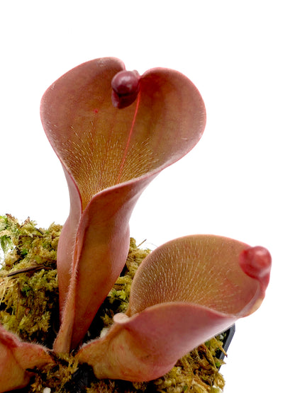 Heliamphora ionasi 'Killer' x pulchella Churi Tepui 'Lucky Dip'