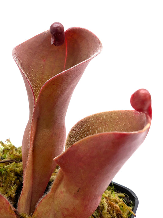 Heliamphora ionasi 'Killer' x pulchella Churi Tepui 'Lucky Dip'