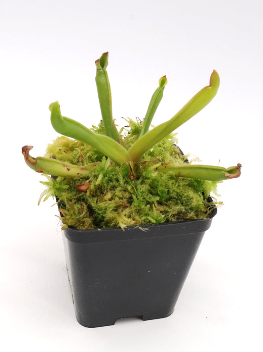 Heliamphora ionasi "Zappergeck" x exappendiculata 'Ewok'