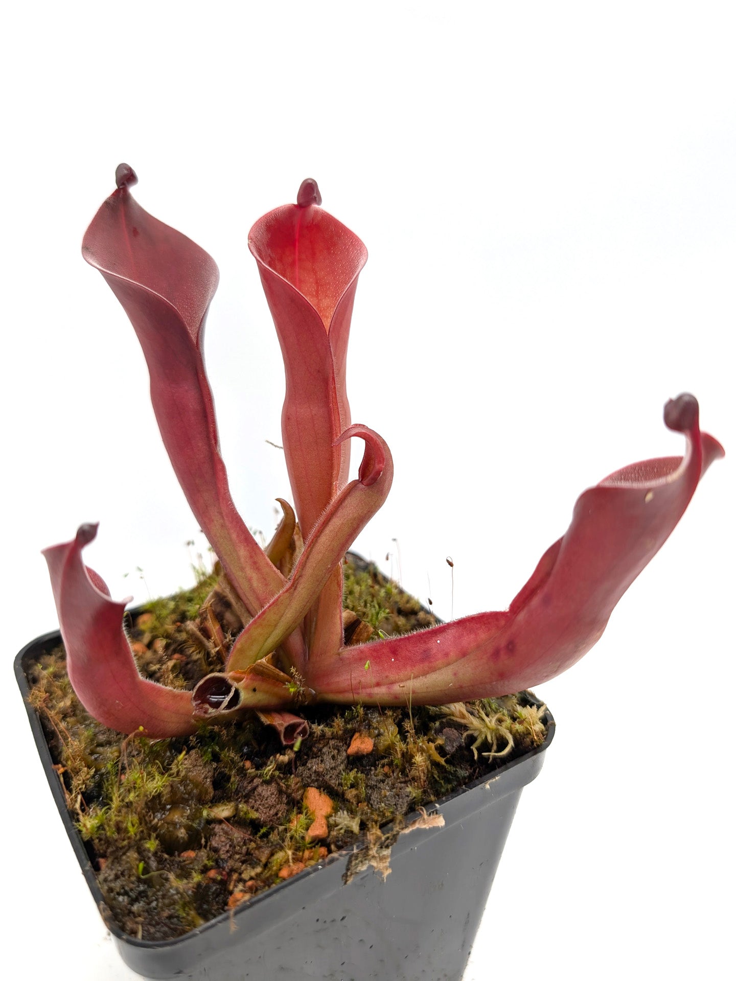 Heliamphora ionasi 'Killer' x pulchella Churi Tepui