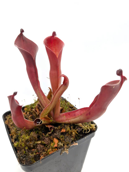 Heliamphora ionasi 'Killer' x pulchella Churi Tepui