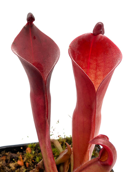 Heliamphora ionasi 'Killer' x pulchella Churi Tepui