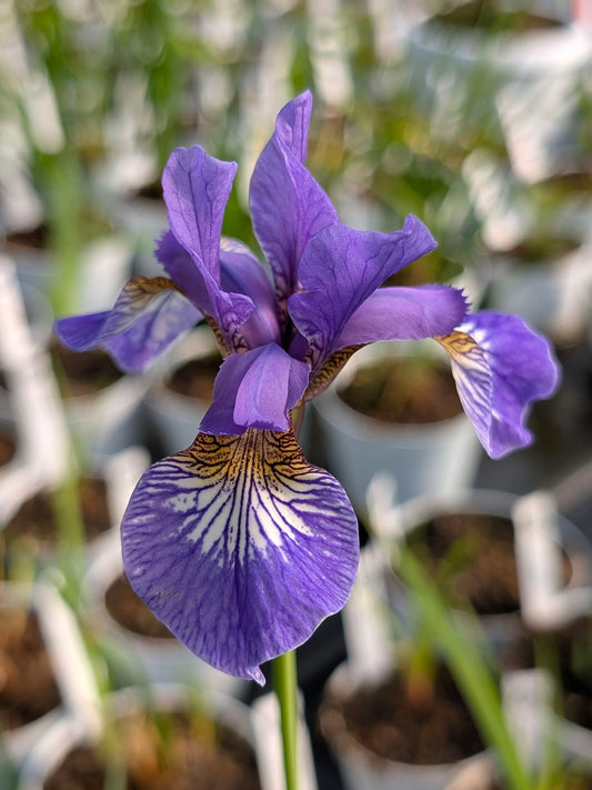 Iris sibirica 'Light of Heart'