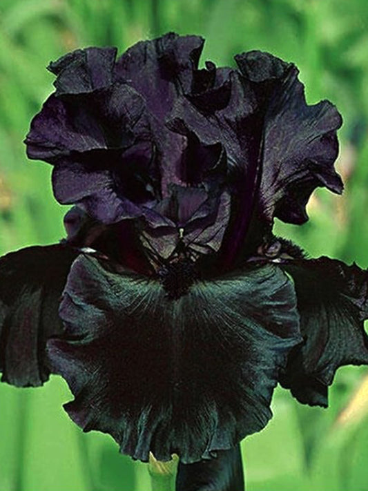 Iris Germanica "Black"