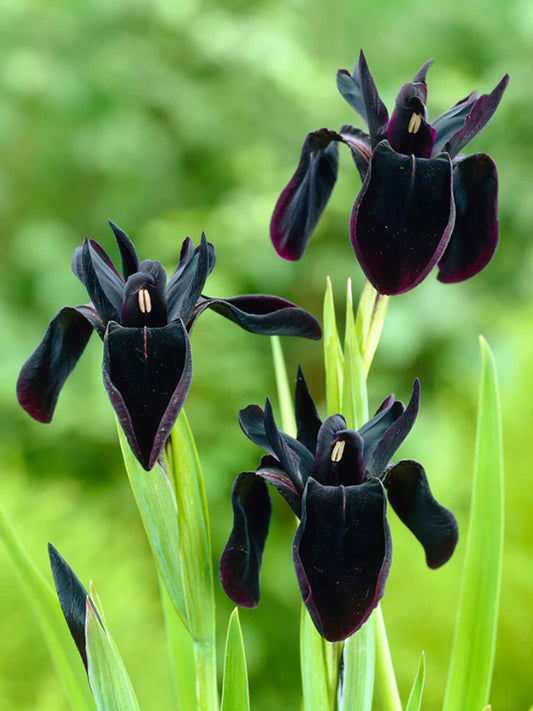 Iris Germanica 'Just Around Midnight'
