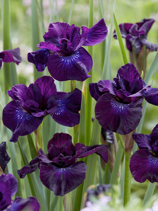 Iris sibirica 'Purplelicious'