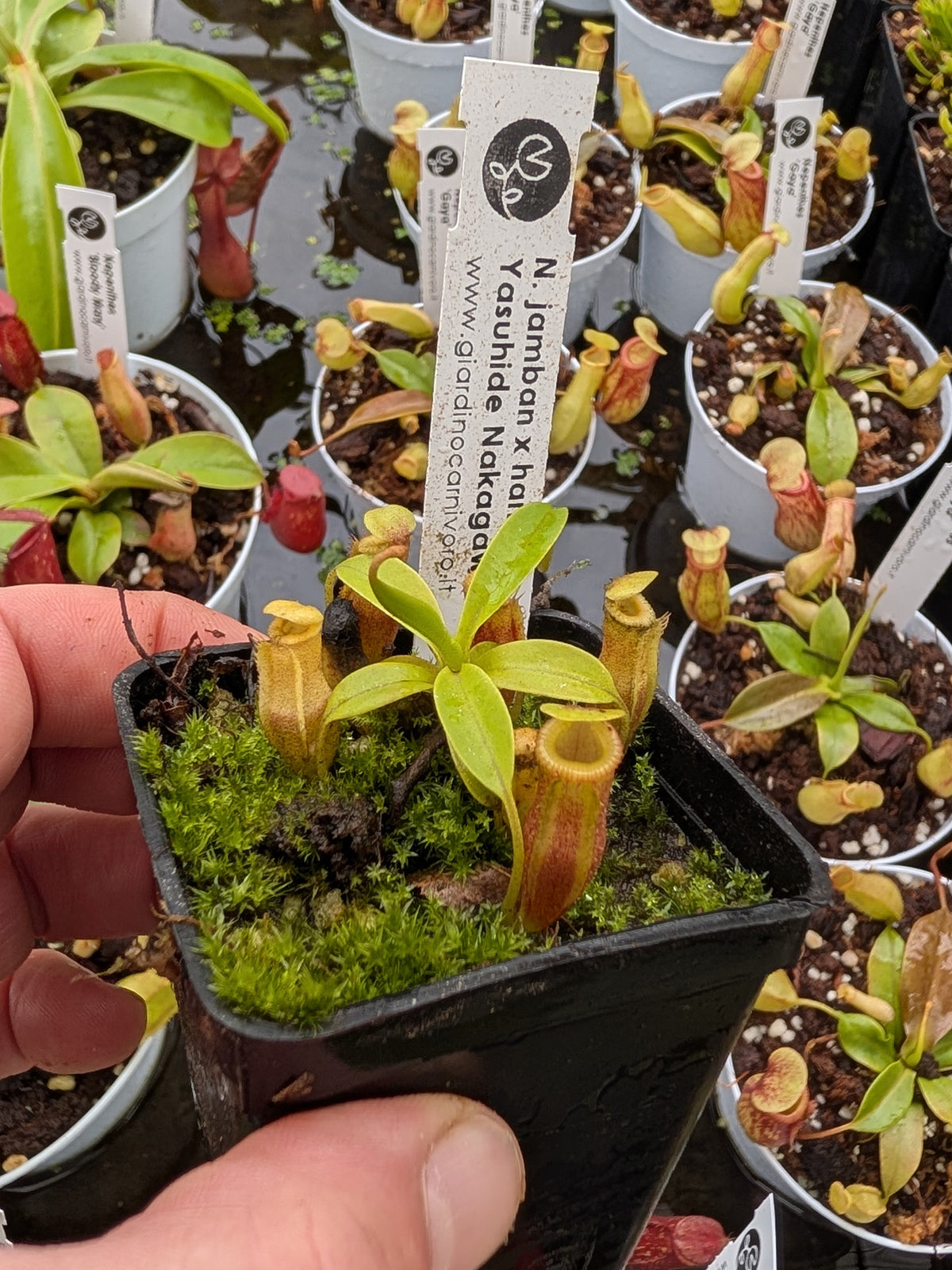 Nepenthes jamban  x harryana Kinabalu  Yasuhide Nakagawa Cross