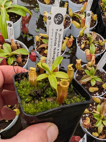 Nepenthes jamban  x harryana Kinabalu  Yasuhide Nakagawa Cross