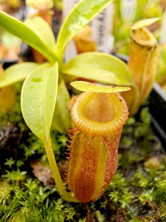 Nepenthes jamban  x harryana Kinabalu  Yasuhide Nakagawa Cross