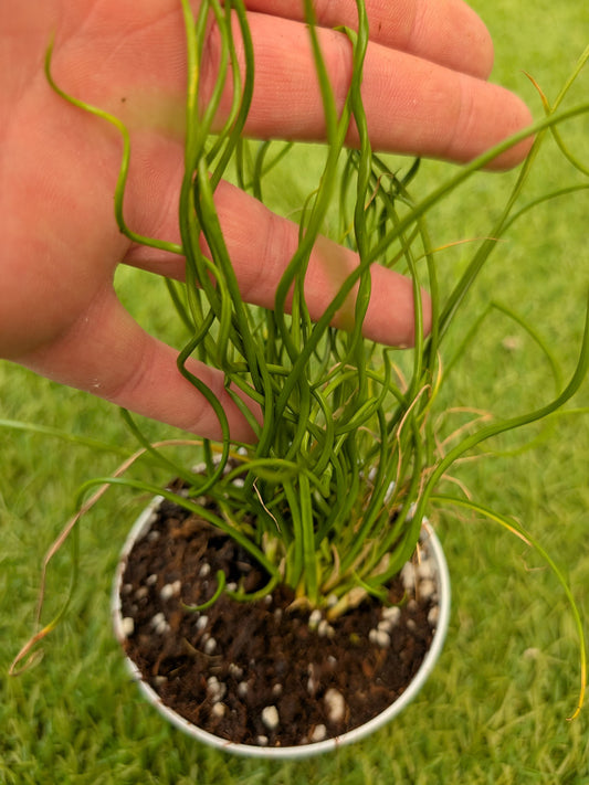 Juncus effusus spiralis