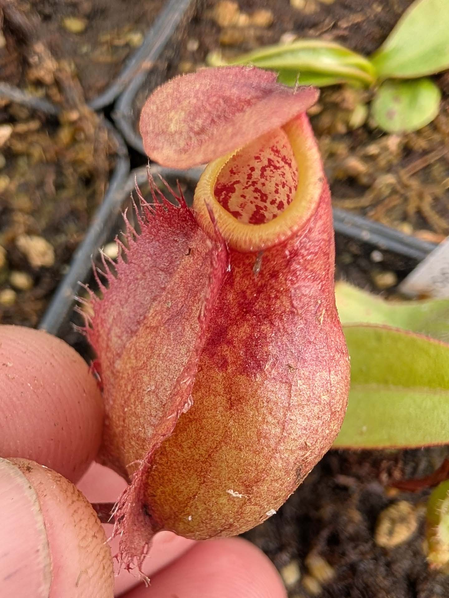 Nepenthes kampotiana Botum Sakor, Cambodia