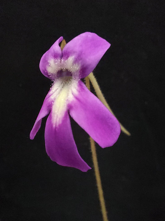 Pinguicula "Koehres"