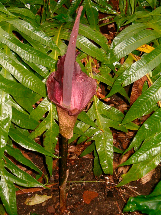 Amorphophallus Konjac  2 piccoli bulbi