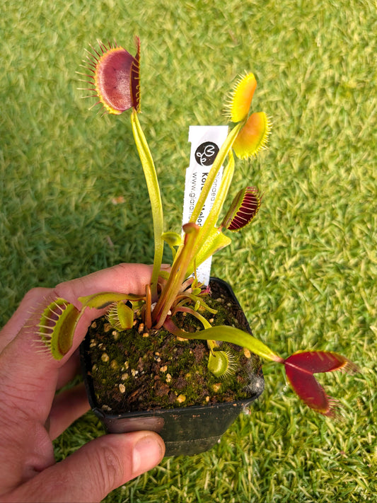 Dionaea muscipula Korean Melody Shark x Fake Alien