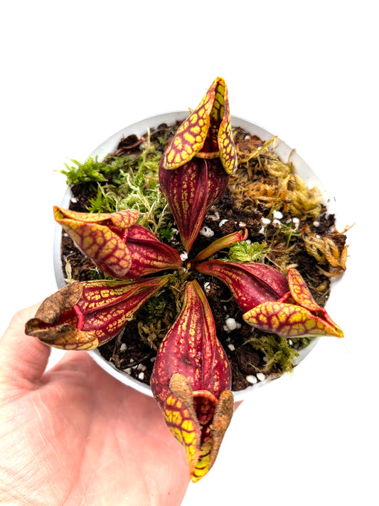Sarracenia purpurea ssp. venosa var. montana KPC X PV19 MK