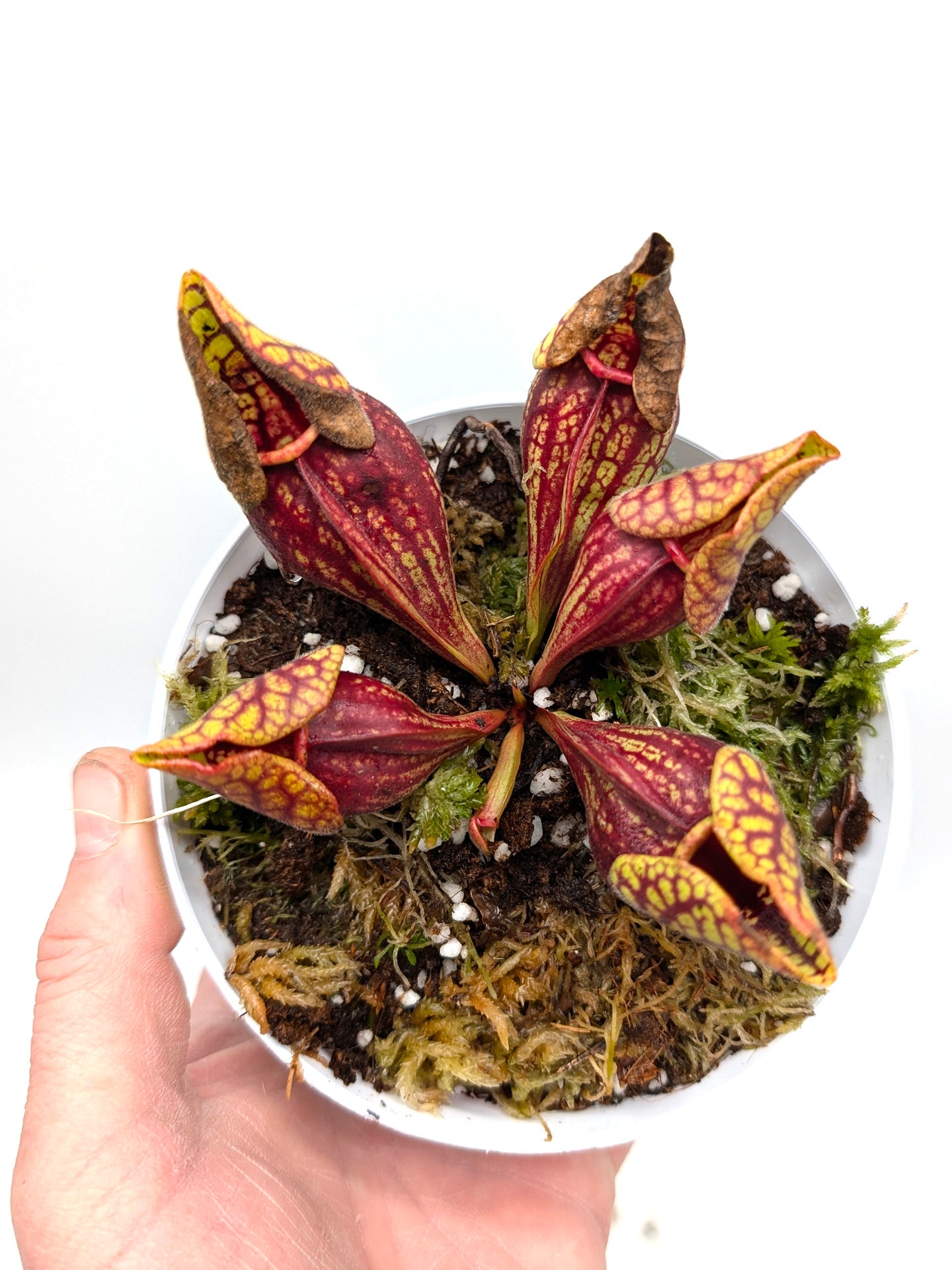 Sarracenia purpurea ssp. venosa var. montana  KPC X PV19 MK
