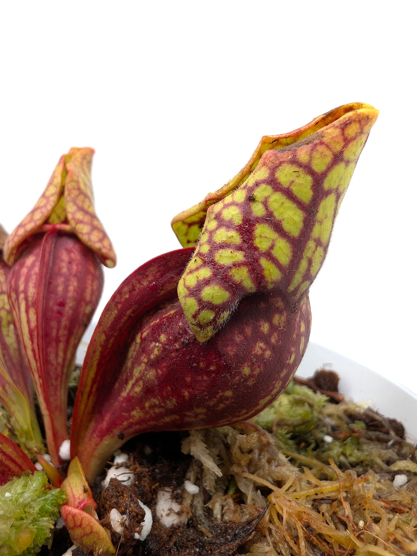 Sarracenia purpurea ssp. venosa var. montana  KPC X PV19 MK