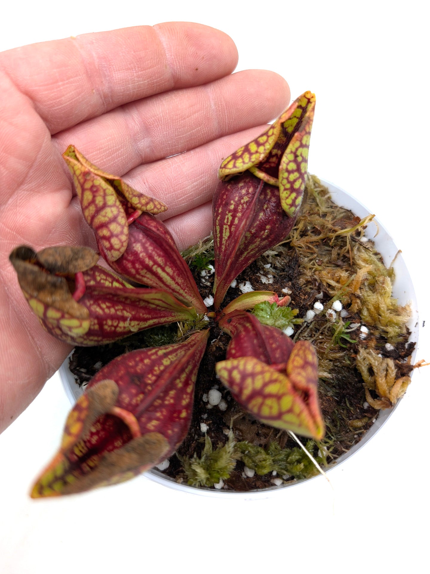 Sarracenia purpurea ssp. venosa var. montana  KPC X PV19 MK