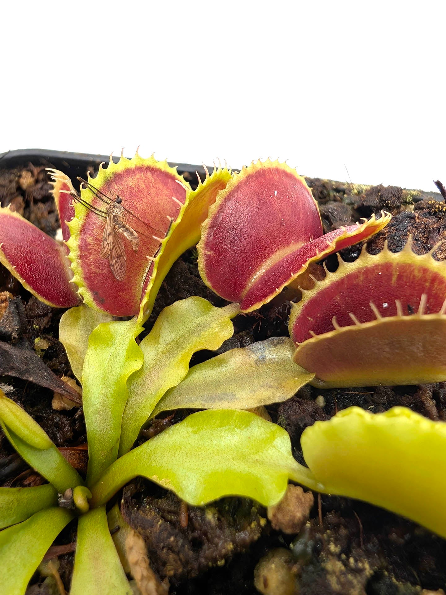 Dionaea muscipula  Kuga