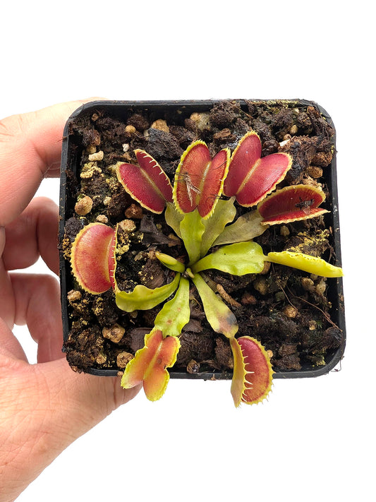 Dionaea muscipula  Kuga