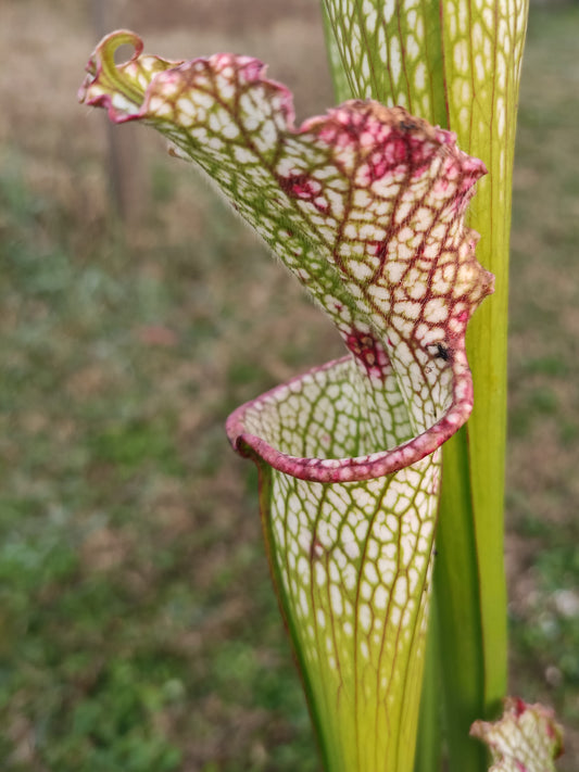 Sarracenia leucophylla L06 MK Very large autumn pitcher, Perdido, AL