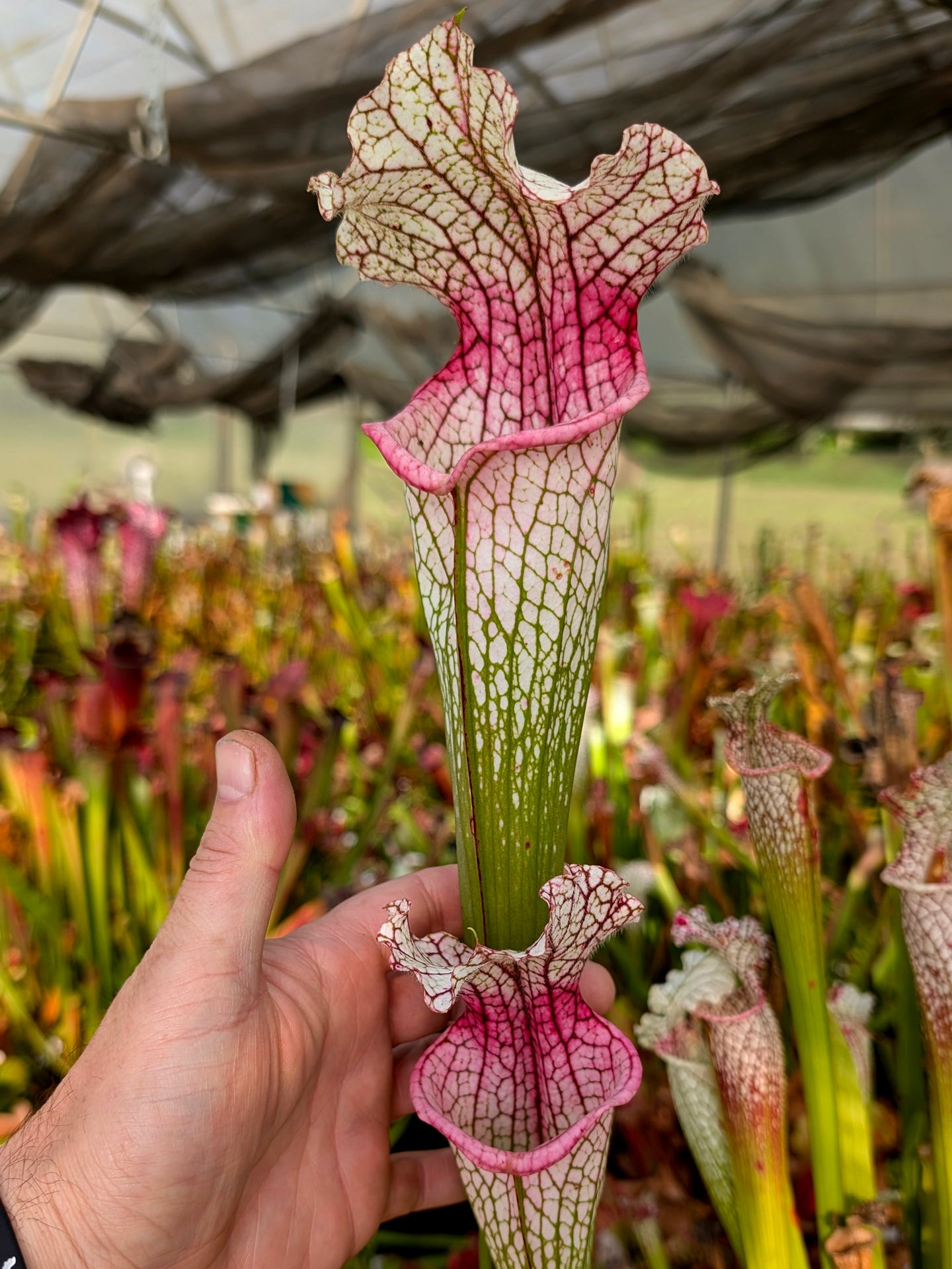 H129 GC  Sarracenia "Pink Flamingo"